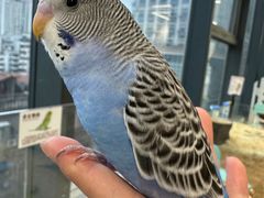 -怪兽屋·羊驼·猫咖·狗咖(俊华广场店)