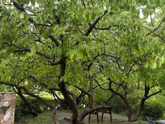 -北马山庄植趣咖啡