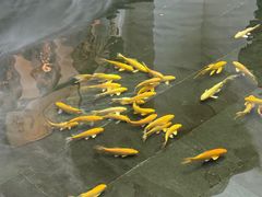 -觀芷隐轩