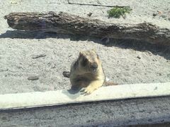 -哈尔滨北方森林动物园