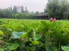 -桂湖森林公园