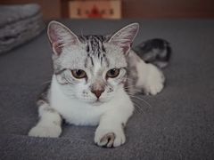 -袖虎·猫馆(体育西路店)