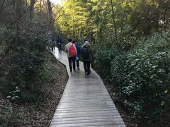 竹林木栈道-上海佘山国家森林公园西佘山园