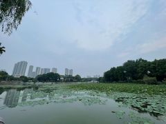 -古琴台