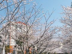 -高东镇樱花园