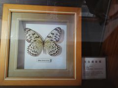-上海大自然野生昆虫馆(东方明珠·爬宠昆虫探索中心)