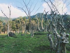-深圳仙湖植物园-停车场