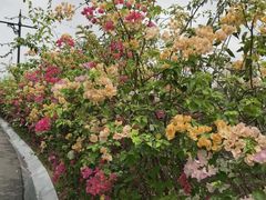 -赤坎·广东华侨国际旅游度假区