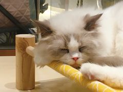 -momokira米努特·德文卷毛猫·棉花面纱犬
