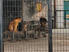 -贵州森林野生动物园