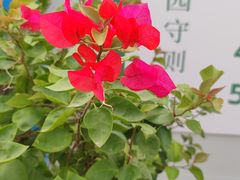 -上海植物园-4号门售票处