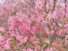-天适樱花悠乐园