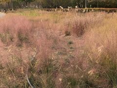 -永定河休闲森林公园