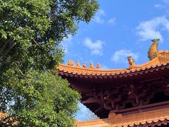 -深圳仙湖植物园