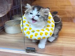-喵百万·布偶·蓝金金渐层英短·猫舍(百子湾店)