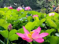 -莲花池公园