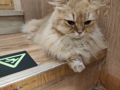 -MOCHA明星猫咖(田子坊店)