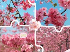 -天适樱花悠乐园