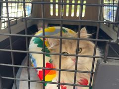 -爱佳宠物中心医院24H·CT·骨外科·猫专科(瑶海万达店)