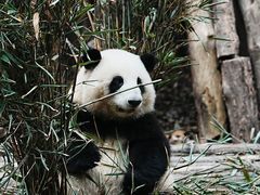 -成都大熊猫繁育研究基地