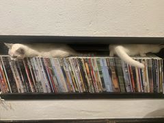 -猫色咖啡·猫咖