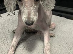 -美联众合动物医院·24h转诊中心