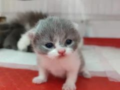 -我爱猫咪·猫咖·狗咖·安哥拉兔·羊驼咖(小寨华旗店)