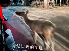 -清迈夜间动物园