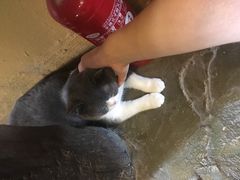 -猫猫幼稚园·撸猫·桌游·电玩
