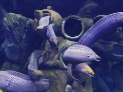 -珠海长隆海洋王国