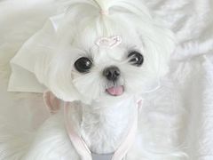-萌宠之家·腊肠犬·马尔泰·小体犬舍
