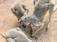 -深圳野生动物园