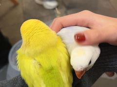 -吉丁鸟咖·异宠·寄养