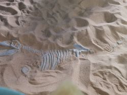 -恐龙探索乐园(磁器口店)