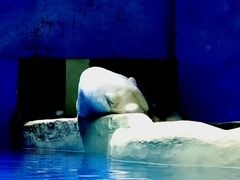 -大连圣亚海洋世界