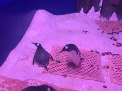 -暹罗海洋世界