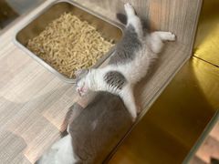 -飞行喵MR PILOT|猫舍·猫咖(静安大融城店)