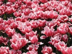 -玄武湖景区-情侣园游乐场