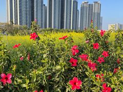 -光明小镇欢乐田园