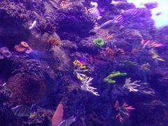 -芜湖新华联大白鲸海洋公园