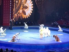 -珠海横琴长隆《卡卡虎奇遇记》