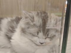 -屋虎猫馆(宝安大仟里店)