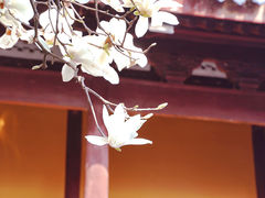-龙华寺