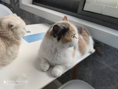 -喵的天空名猫咖啡馆·撸猫·猫舍·用品