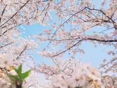 -顾村公园
