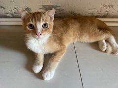 -平行世界·猫咖(首经贸店)