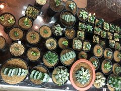 -双季花艺园艺市场(浦东店)