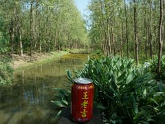 -合肥滨湖国家森林公园