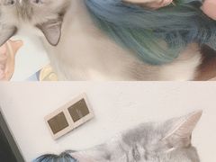 -猫色咖啡·猫咖