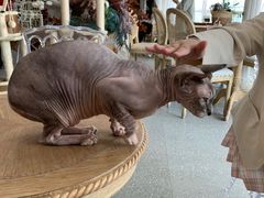 -共舞时光猫咖·狗咖(新街口店)